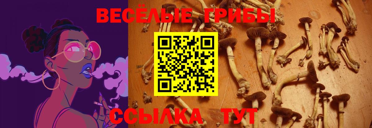Галлюциногенные грибы Psilocybe Кольчугино